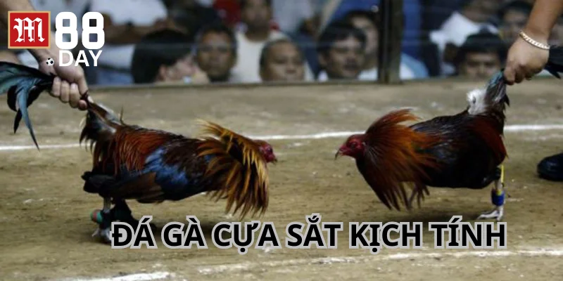 Đá gà cựa sắt với các trận đấu diễn ra quyết liệt.