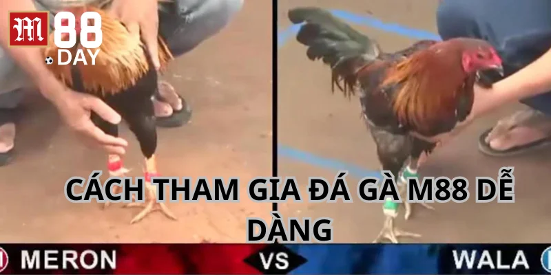 Cách tham gia trên sảnh Đá Gà của nhà cái M88 dễ dàng.