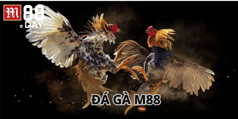 Đá gà M88 là chuyên mục giải trí được hội viên quan tâm rất nhiều.