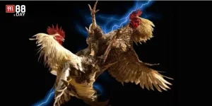 Đá Gà Online Uy Tín Ở Đâu Đáng Chơi? Gợi Ý Sới Gà Top 1