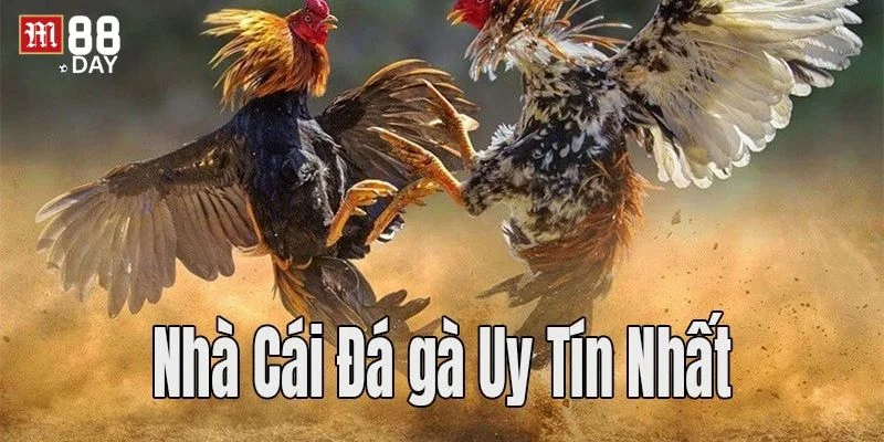 Các trò chơi cá cược hấp dẫn nhất tại sảnh đá gà của nhà cái M88. 