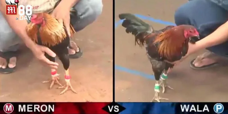 Yếu tố đặc biệt thu hút người dùng trải nghiệm sảnh đá gà M88. 