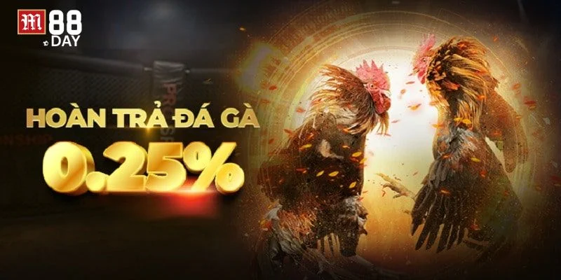 Khuyến mãi đá gà hoàn trả cực sốc tại M88. 