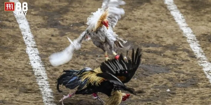 Cá cược gà đá tại M88 là sân chơi sôi động với hàng nghìn kèo cược thú vị. 