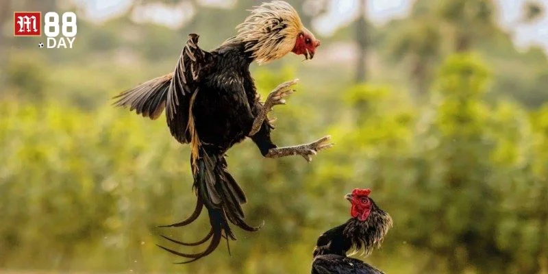 Cược đá gà tại M88 muốn thắng lớn cần có kinh nghiệm chốt kèo. 